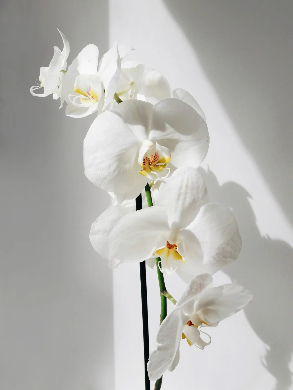 comment bien entretenir ses plants d orchidee