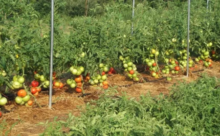 comment construire une serre avec bouteilles plastique tomates precoces