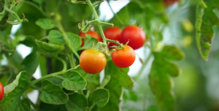 comment cultiver des tomates sous serre tomates rouges