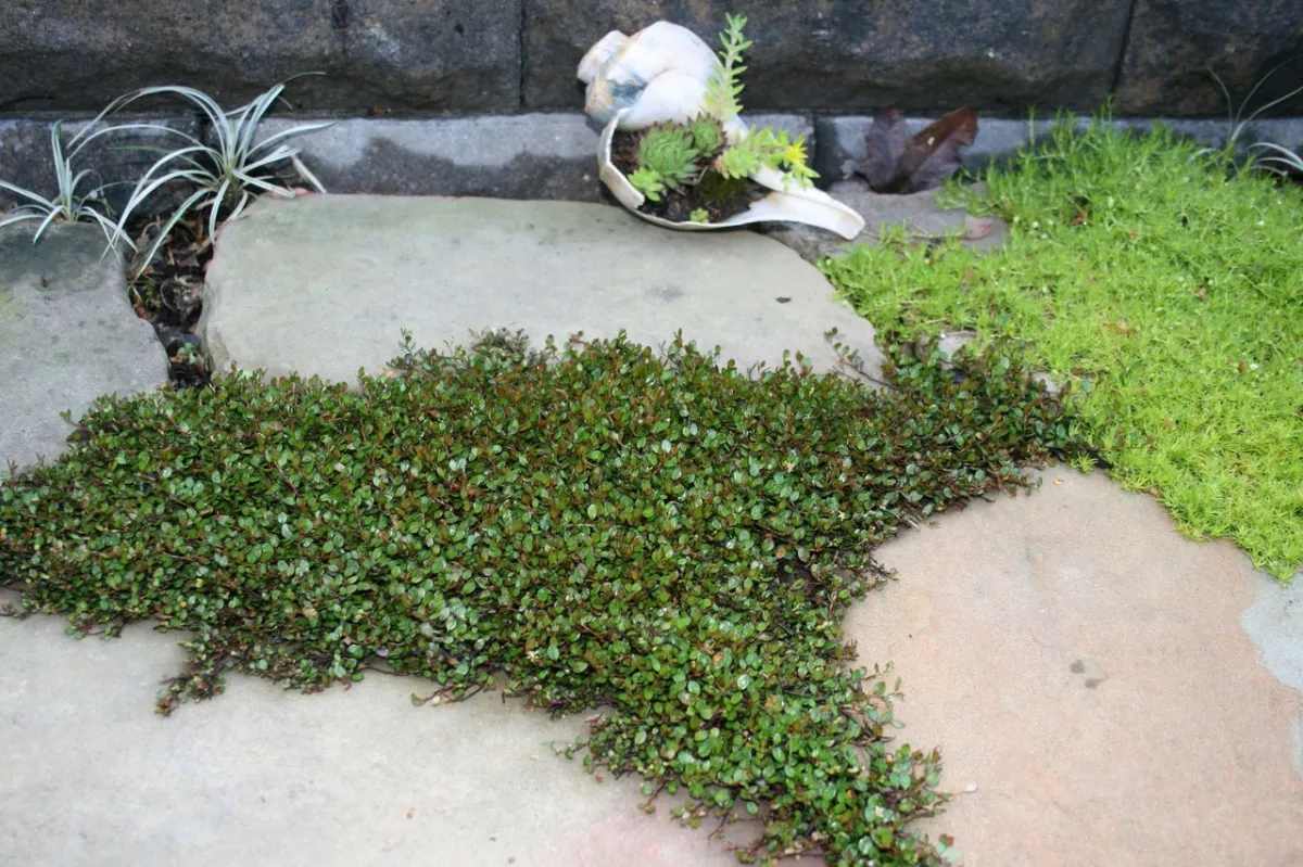 comment decorer fissures entre dalles exterieur avec plantes herbe coquillage