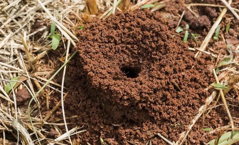comment detruire une fourmiliere potager terre