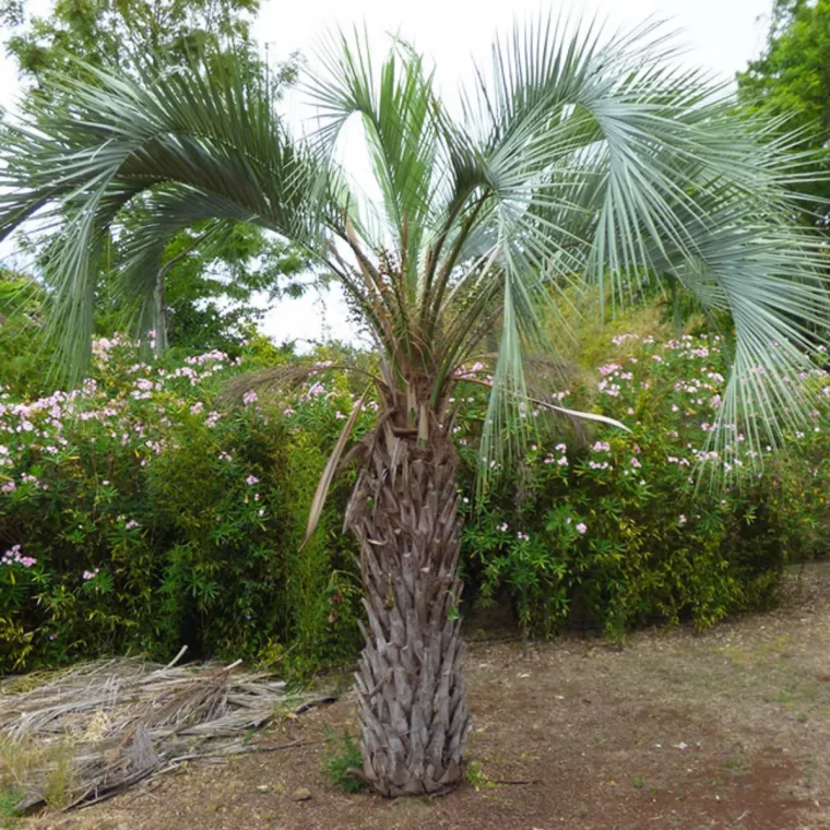 comment elaguer un arbre adulte palmettes dun palmier
