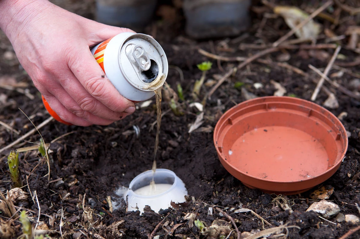 comment eliminer les limaces jardin terre biere sous coupe