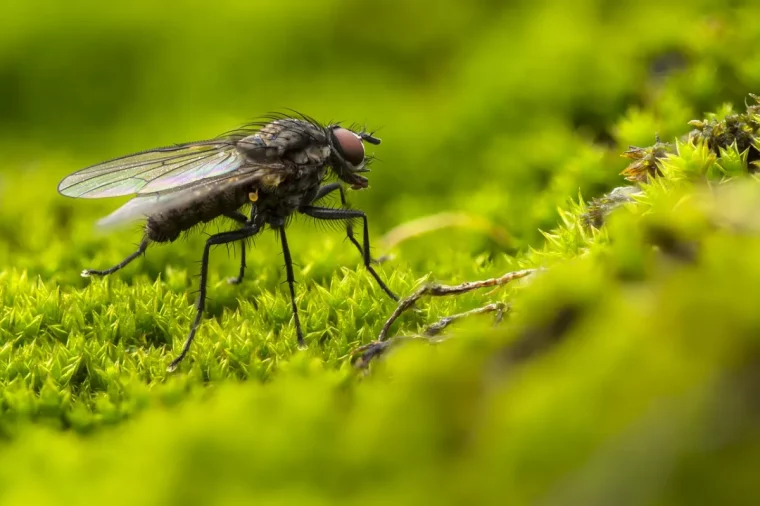 comment eloigner les mouches a l exterieur insecte gazon branches plantes