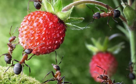 comment empecher les fourmis de manger des fraises