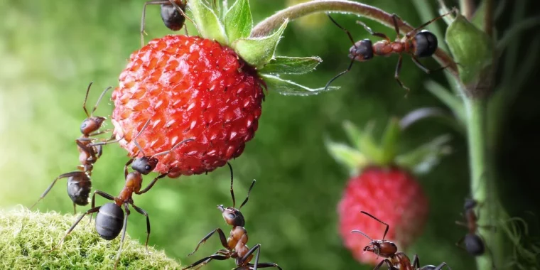 comment empecher les fourmis de manger des fraises