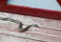 Comment empêcher un serpent de rentrer dans la maison ? Astuces naturelles et efficaces