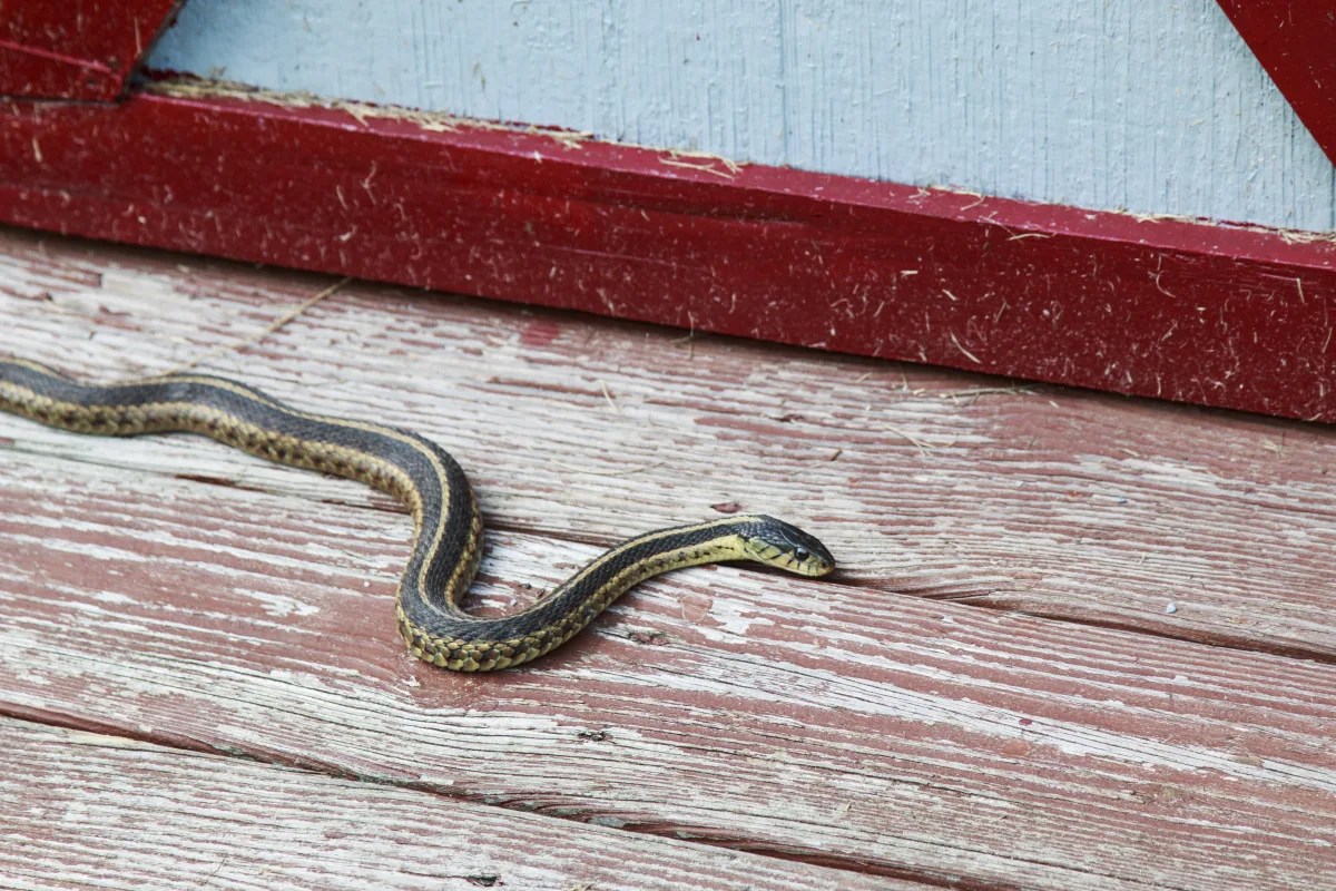 comment empecher un serpent de rentrer dans la maison de maniere naturelle
