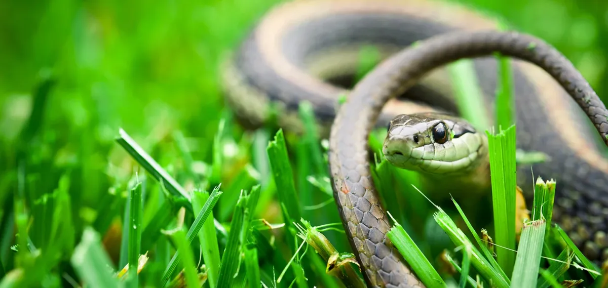 comment empecher un serpent de rentrer dans la maison et dans le jardin