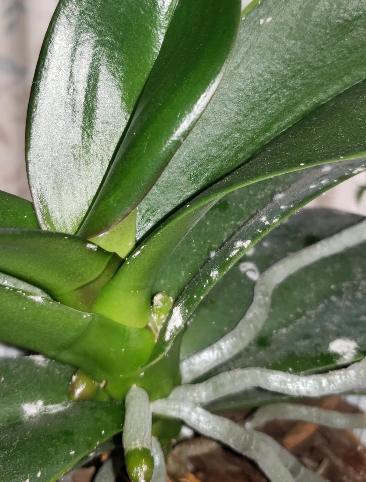 comment enleve les pucerons blanc sur mes orchidées traitement cochenille farineuse