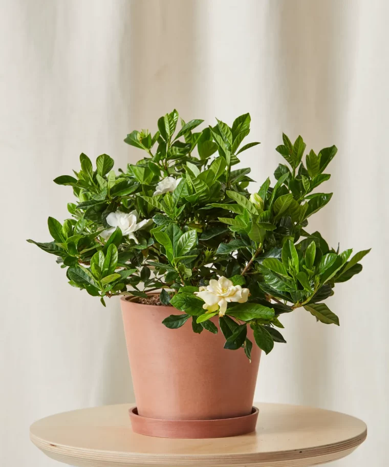 comment entretenir le gardenia cultive en pot