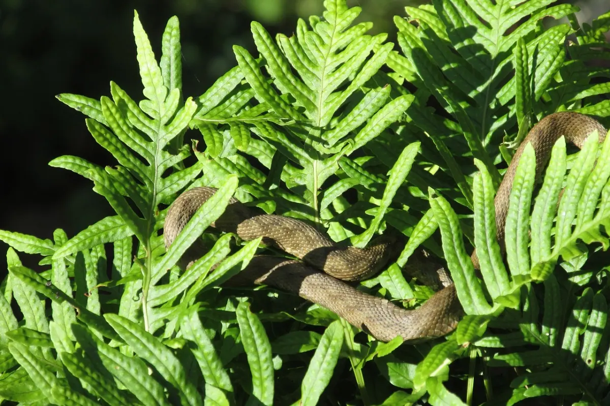 comment eviter que des serpant rentre dans mon jardin buisson feuillage dense