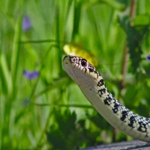 Comment éviter que des serpents rentrent dans mon jardin ? 7+ stratégies à adopter