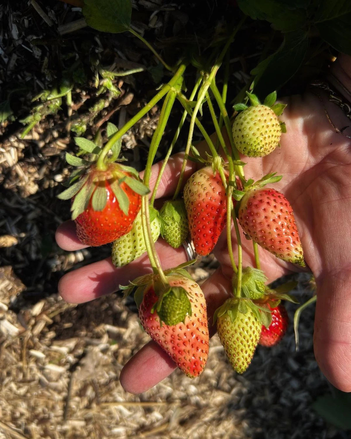 comment eviter que les fraises ne touchent pas le sol