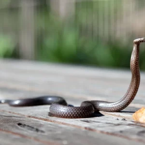 Comment empêcher un serpent de rentrer dans la maison ? Astuces naturelles et efficaces