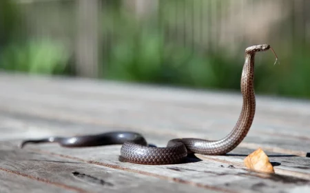 comment faire face a un serpent astuces et conseils