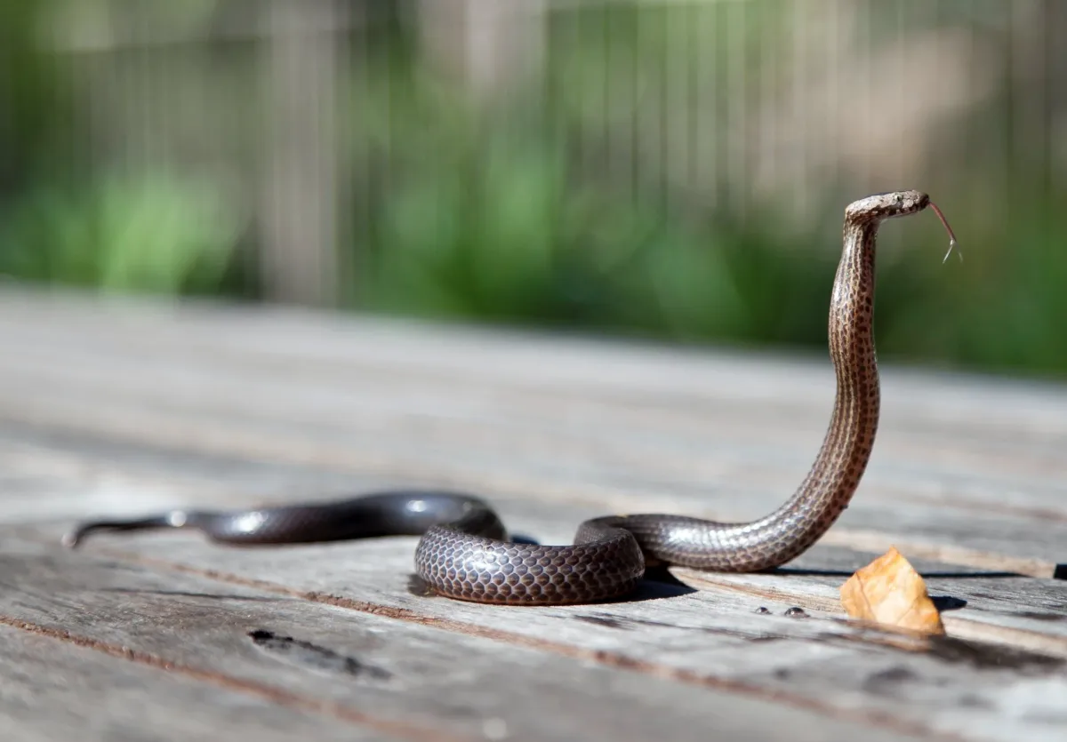 comment faire face a un serpent astuces et conseils Comment empecher un serpent de rentrer dans la maison