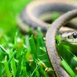 comment faire fuir les reptiles de son jardin