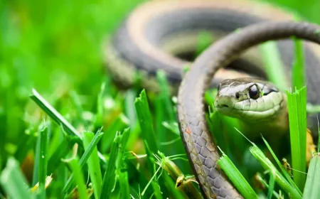 comment faire fuir les reptiles de son jardin
