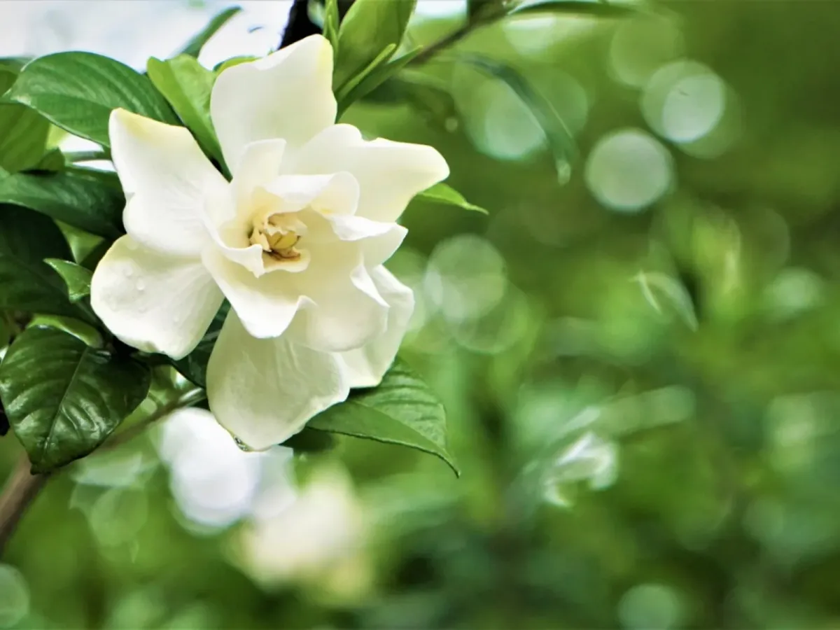 comment faire pour avoir une belle floraison de gardenia