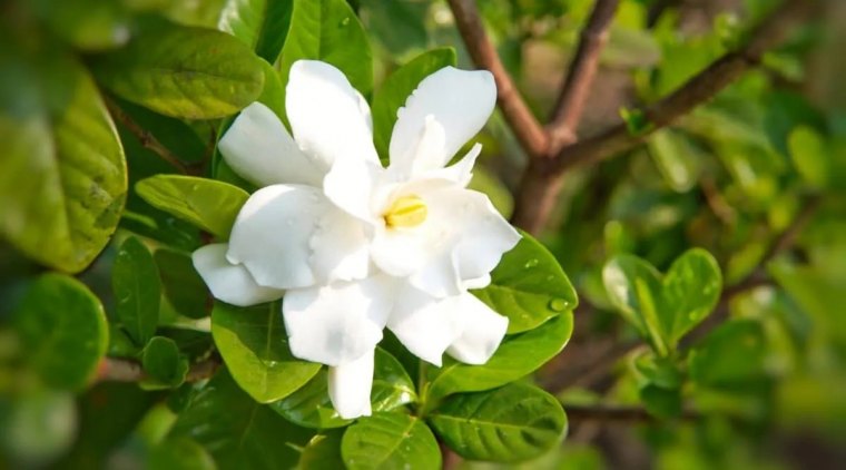 comment faire pour faire refleurir mon gardenia guide complet