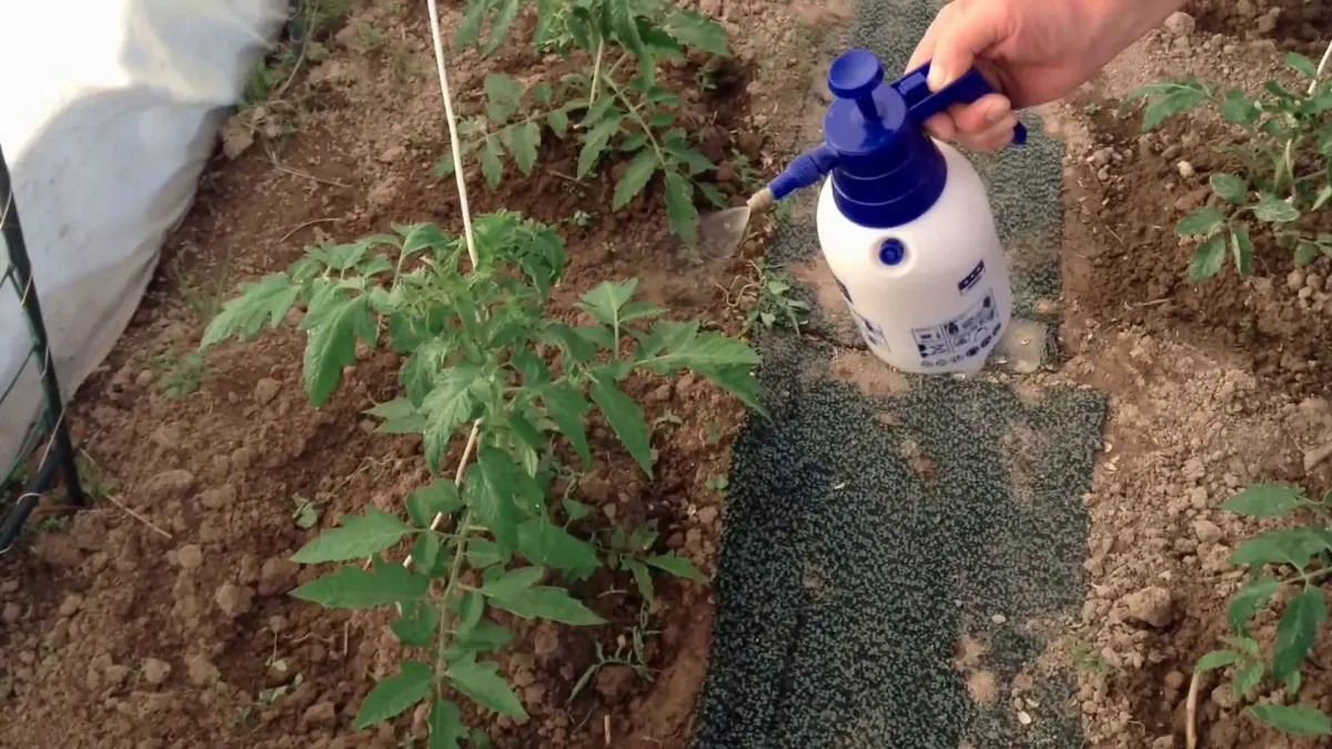 comment faire pousser des tomates rapidement pulverisation plants detomates