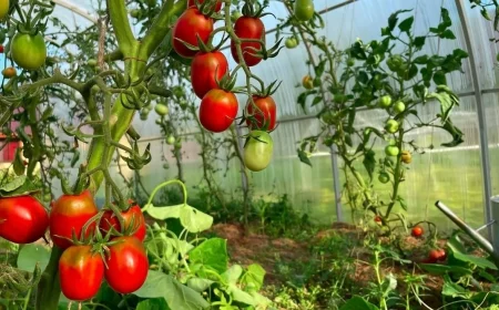 comment faire un toit pour les tomates pas cher legumes rouges
