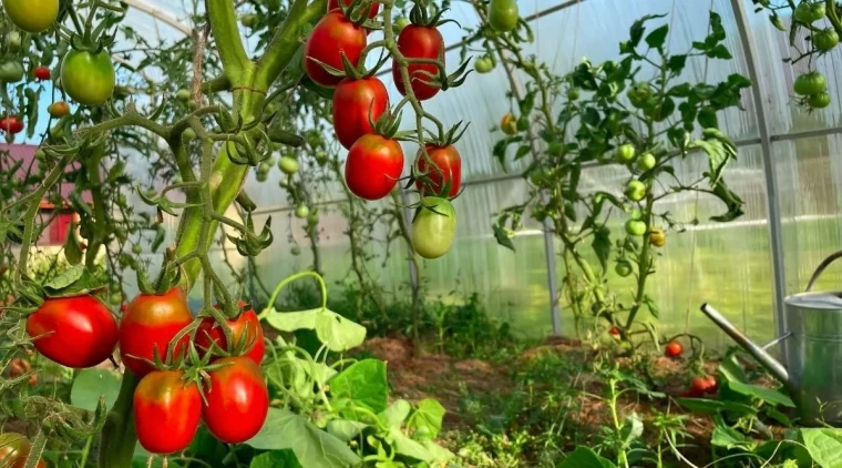 comment faire un toit pour les tomates pas cher legumes rouges