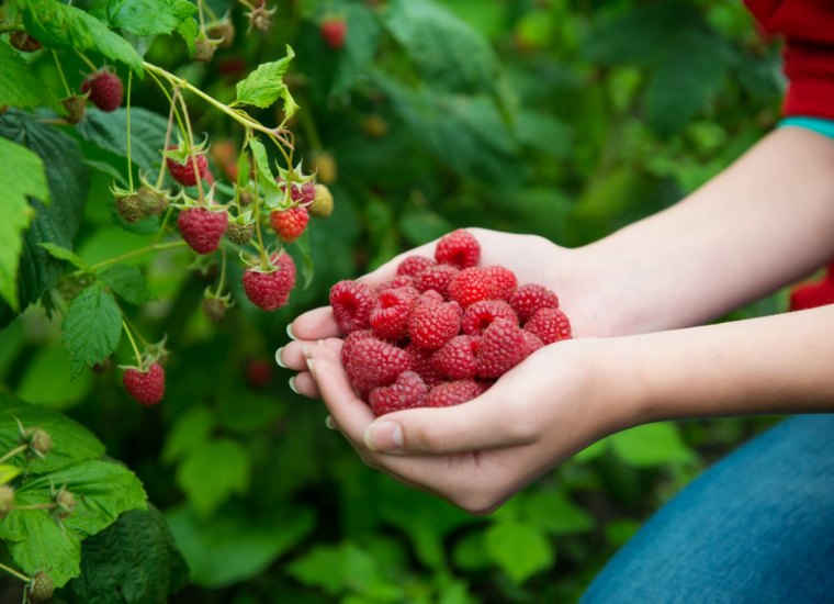 woman,hands,with,big,red,raspberries,on,background,branch,of