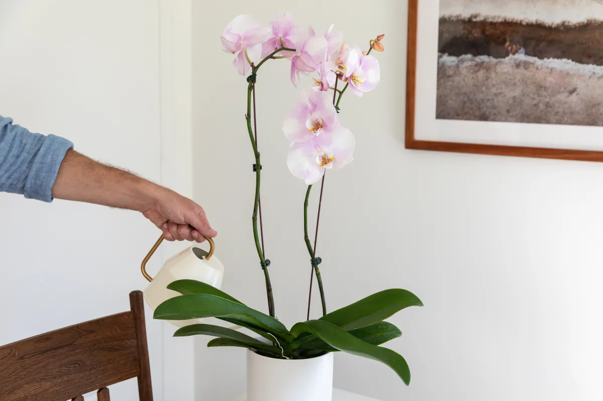 comment favoriser la floraison de l orchidee astuces