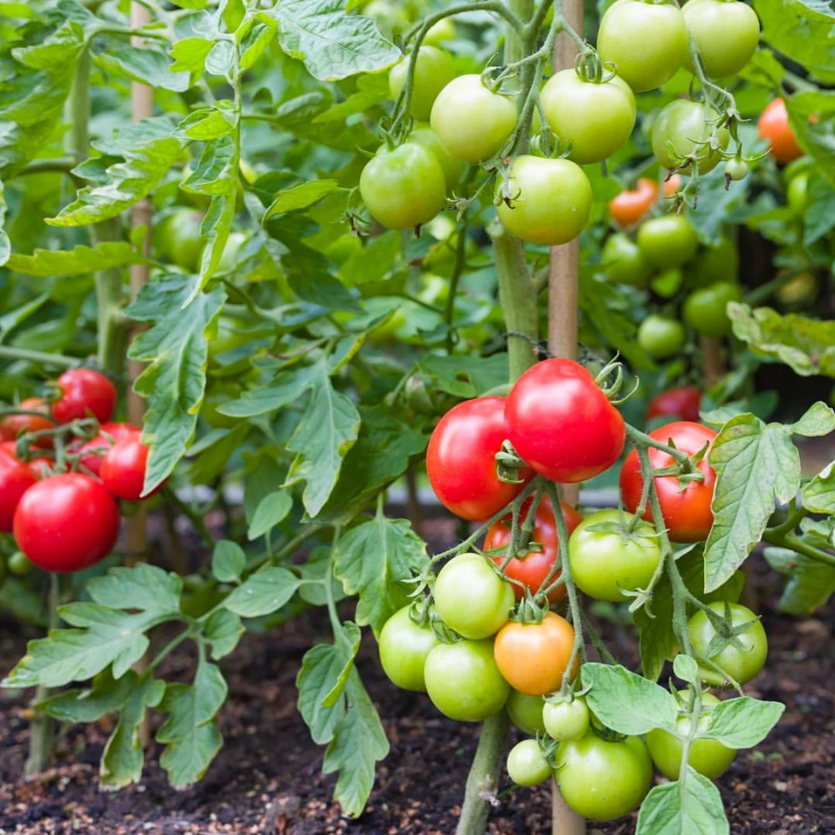comment obtenir des tomates plus grosses fruits rouges et verts