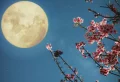 Semer des radis avec la lune : Quand peut-on semer les radis en mai en fonction de la lune ?