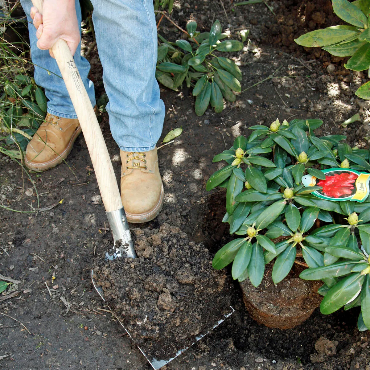 comment planter correctement un rhododendron astuces