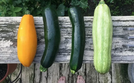 comment planter des courgettes tout sur la saison et la methode couv 1