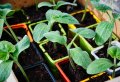 Comment planter des courgettes : tout sur la saison et la méthode