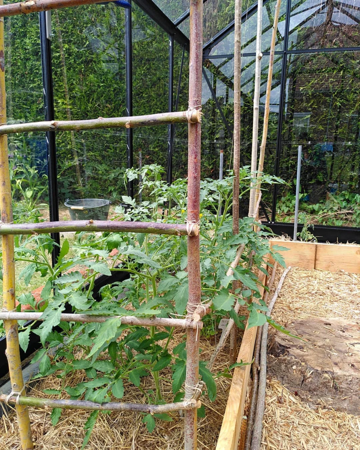 comment planter des tomates sous serre