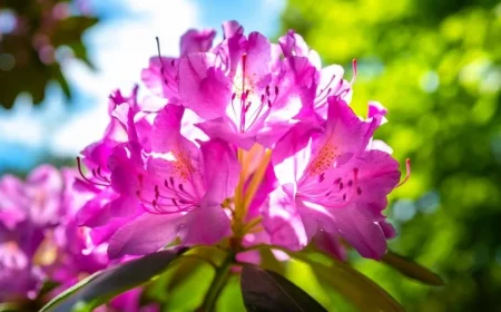 comment proteger le rhododendron des maladies et des parasites