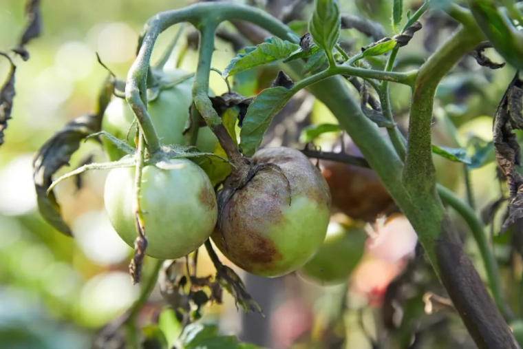 comment proteger ses plants solanacees des maladies