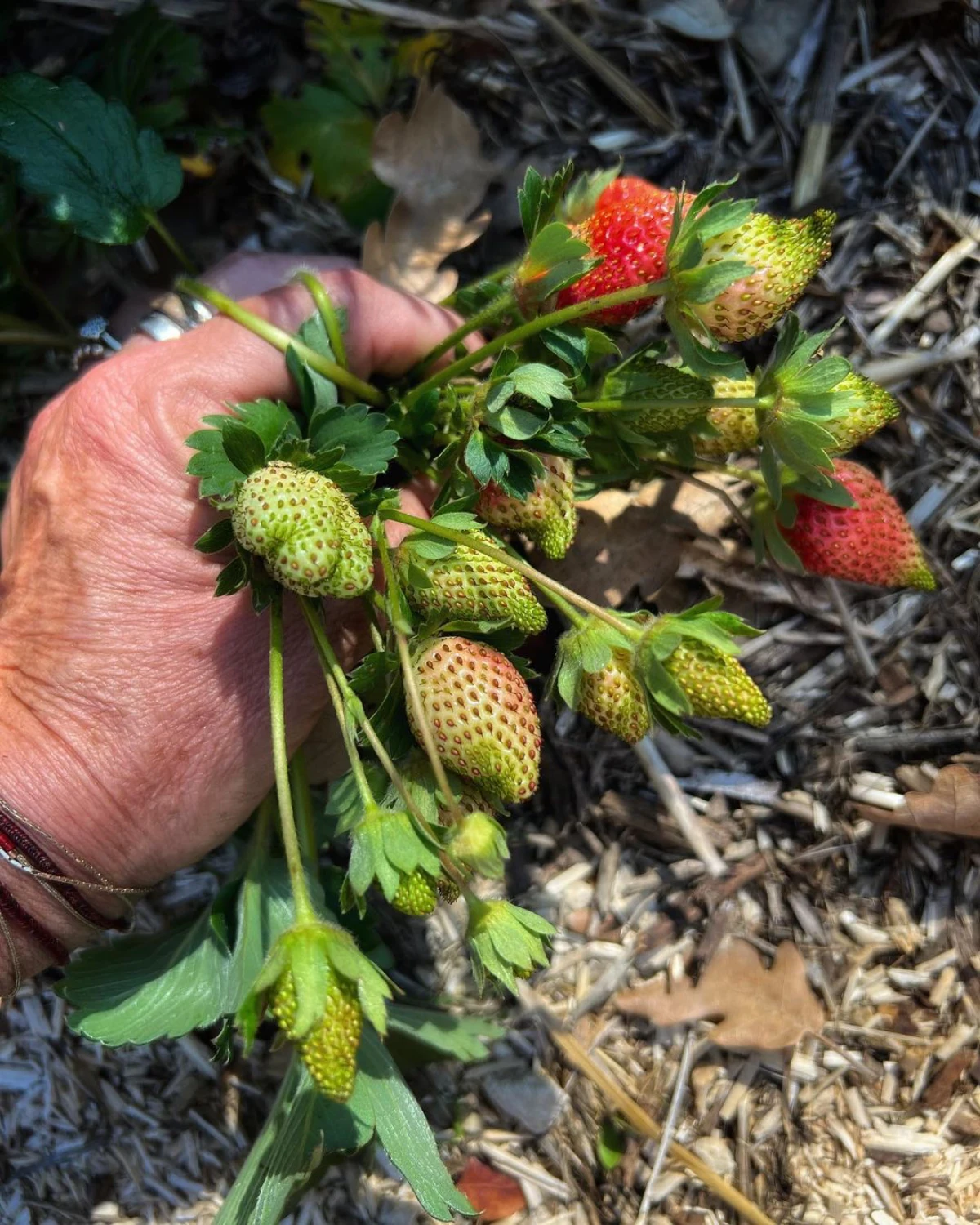 comment protger les fraises de toucher la terre main