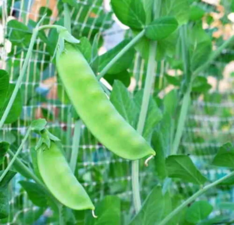 comment ramer des haricots grimpants