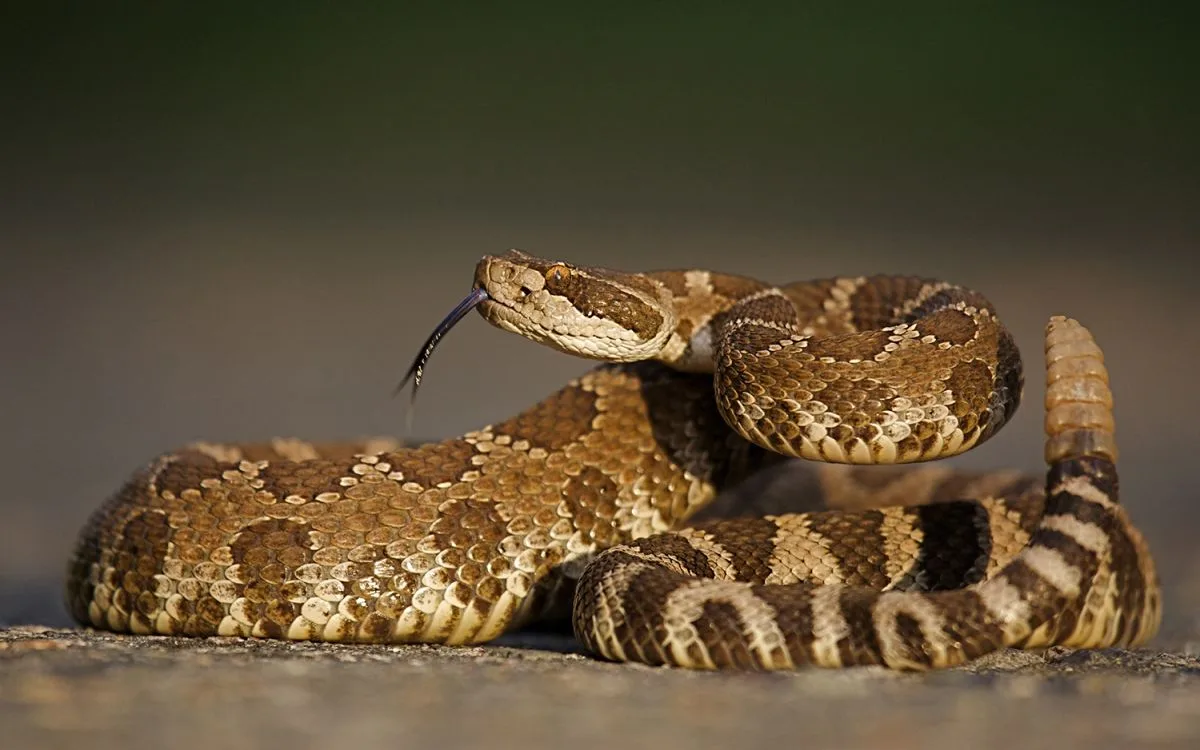comment reagir face a un serpent conseils d experts