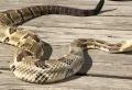 Comment réagir face à un serpent ? Voici les conseils d’experts !
