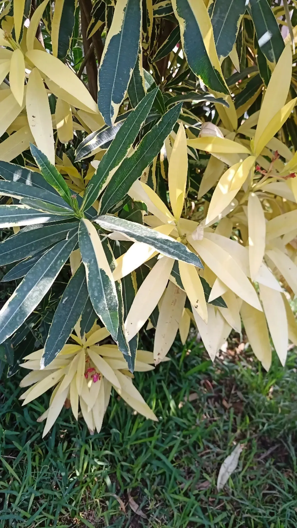 comment sauverr une plante mediterranneenne qui meurt