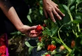 Comment accélérer le mûrissement des fraises ? Voici les meilleures astuces !