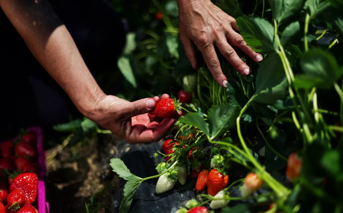 comment savoir si les fraises sont pretes a etre recoltees