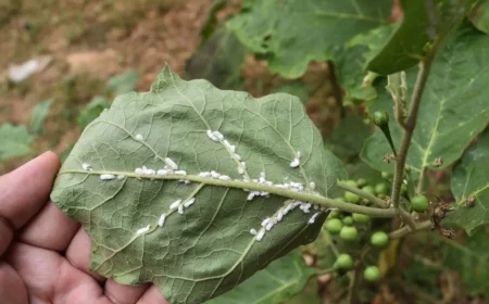 comment se debarrasser des cochenilles remedes naturels contre les ravageurs