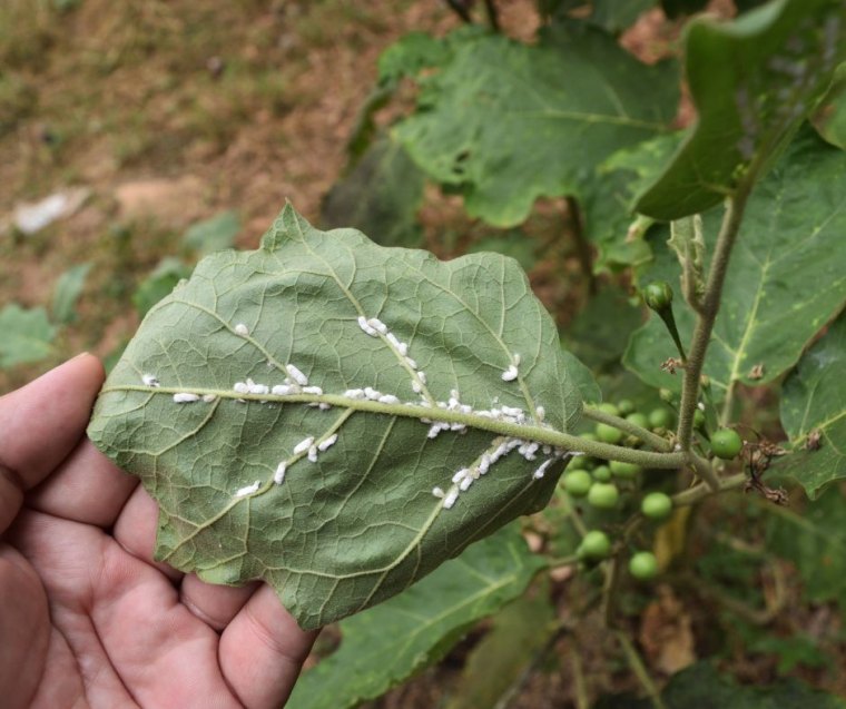 comment se debarrasser des cochenilles remedes naturels contre les ravageurs