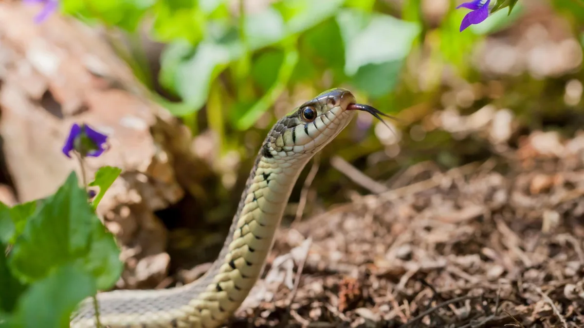 comment se debarrasser des serpents dans le jardin