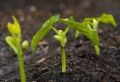 Comment arroser les haricots verts correctement pour avoir une bonne production cette année ?