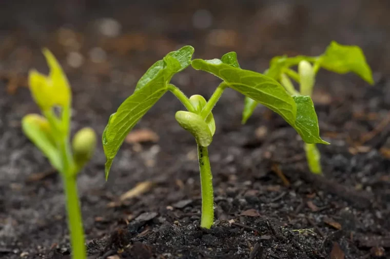 comment soigner les jeunes plants de haricots verts au printemps